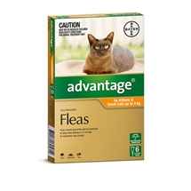 Advantage Cat 6 Pack