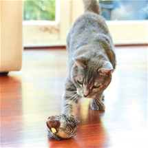 Melody Chaser Bird Cat Toy
