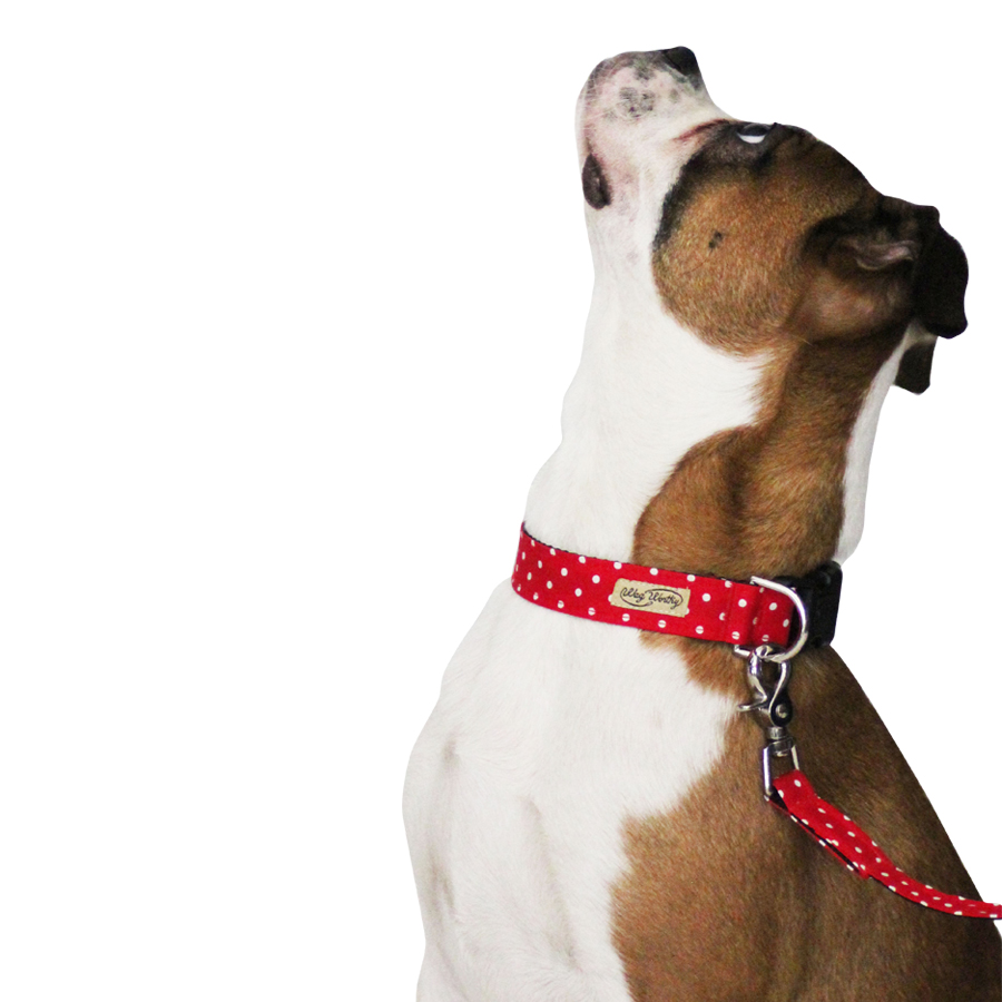 Matching Dog Collar & Lead Set Innovations